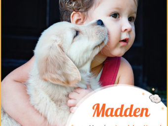 Madden means a loyal hound