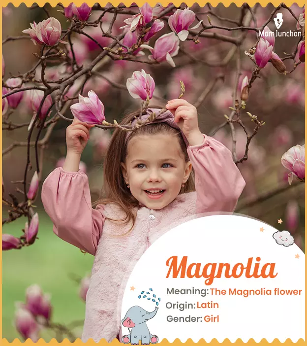 Magnolia: Name Meaning, Origin, History, And Popularity_image