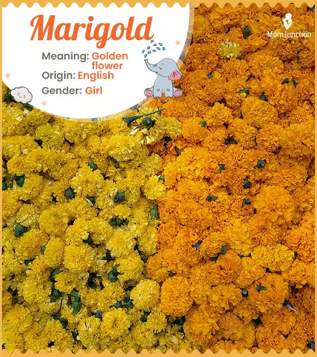 Marigold: Name Meaning, Origin, History, And Popularity ...
