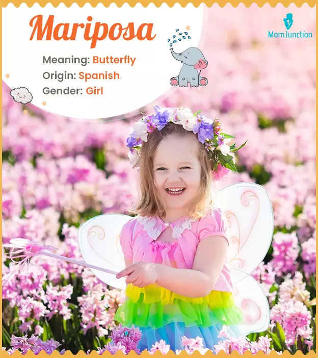 Mariposa Name, Meaning, Origin, History, And Popularity_image