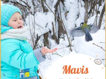 Mavis, a melodious name for a songbird