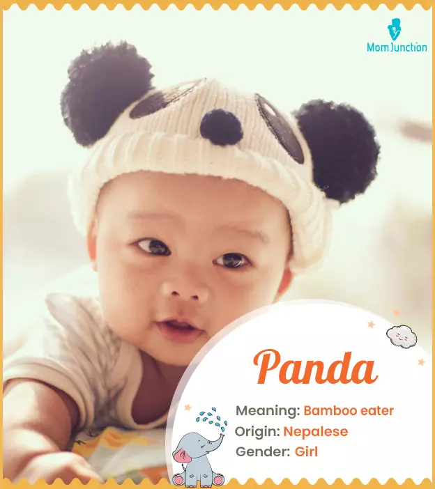 Explore Panda: Meaning, Origin & Popularity_image