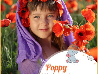 Poppy, a lovely name