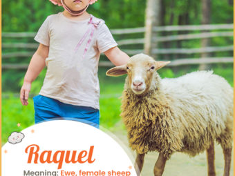 Raquel means eww, female sheep