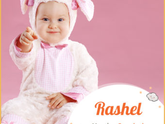 Rashel, meaning female sheep