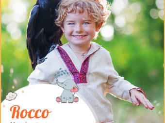 Rocco means crow or rook