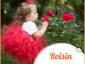 Roisin, a name for a little rose