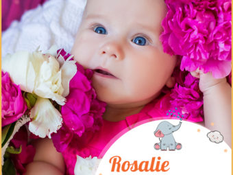 Rosalie, a beautiful rose