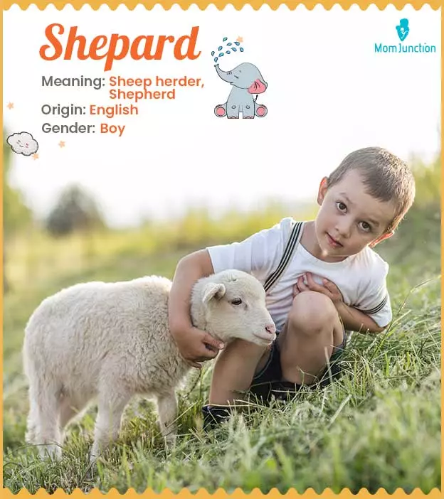 shepard: Name Meaning, Origin, History, And Popularity ...