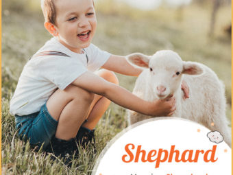 Shephard means a sheep herder