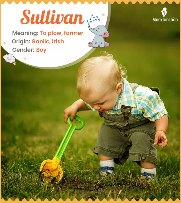 Sullivan: Name Meaning, Origin, History, And Popularity ...