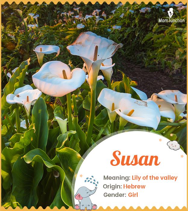 susan-name-meaning-origin-history-and-popularity