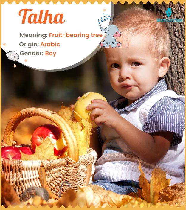 Explore Talha: Meaning, Origin & Popularity_image