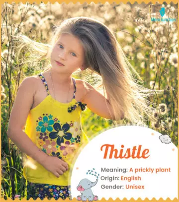 Explore Thistle: Meaning, Origin & Popularity | MomJunction