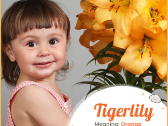 Tigerlily, denoting the orange varieties of lily