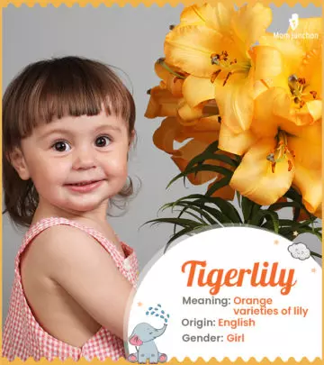 Explore Tigerlily: Meaning, Origin & Popularity_image