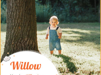 Willow, inspired by the willow tree