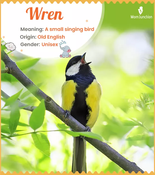 Wren Name, Meaning, Origin, History, And Popularity_image