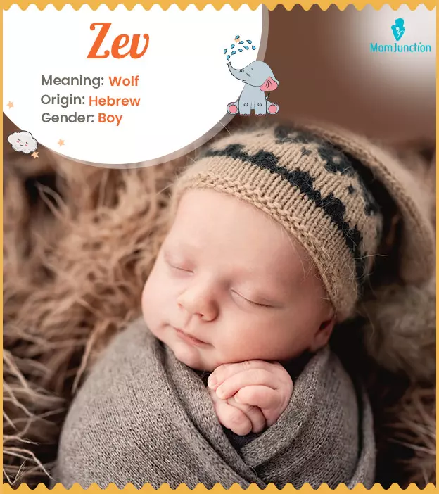 Zev: Name Meaning, Origin, History, And Popularity_image