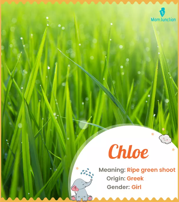 Chloe: Name Meaning, Origin, History, And Popularity_image