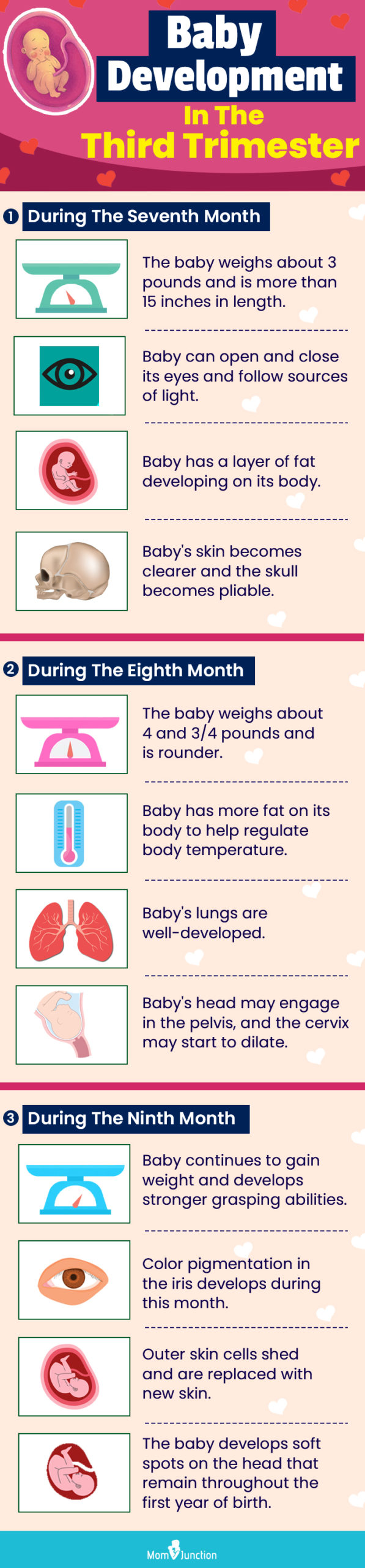 baby development in the third trimester (infographic)