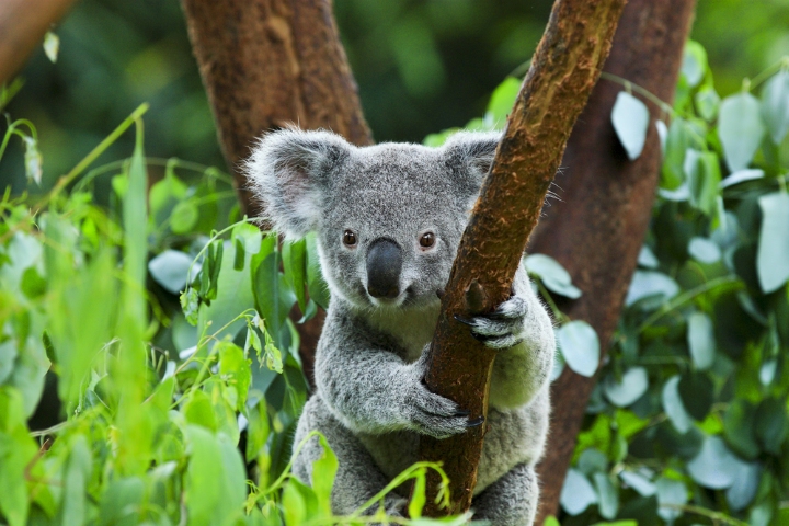 Koala bear is found predominantly in Australia.