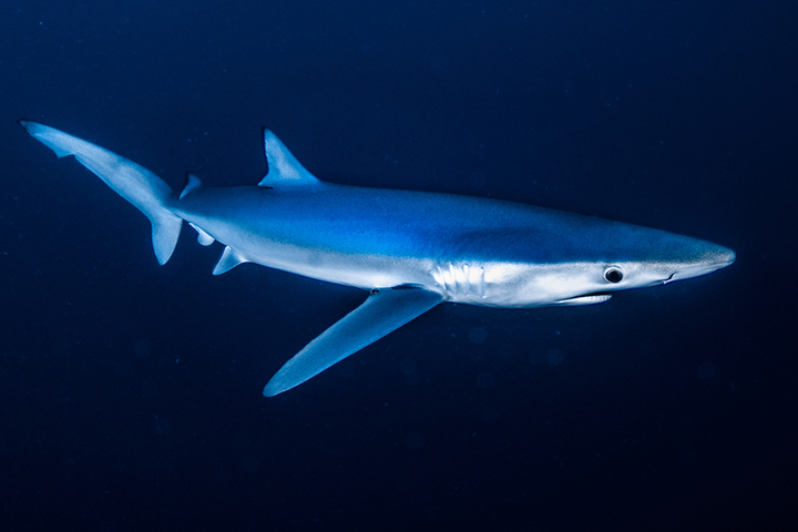 Blue sharks are friendly toward humans.