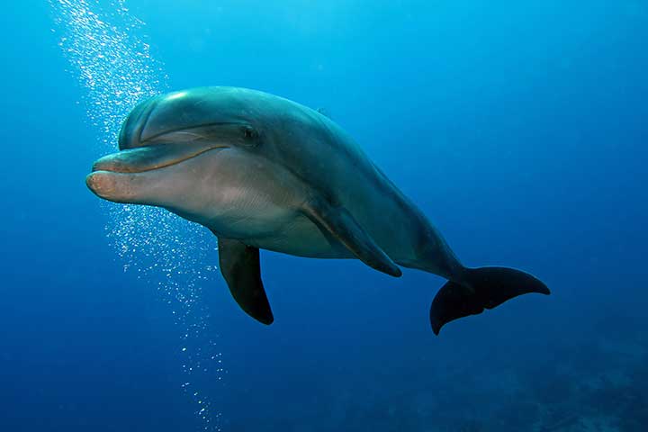 Bottlenose dolphins are the most common species