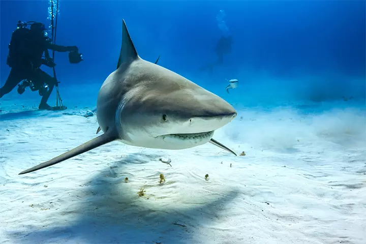 Bull sharks have an aggressive temperament.