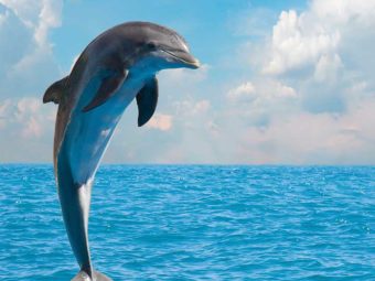 Dolphin facts for kids