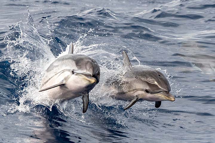 Dolphins love to play