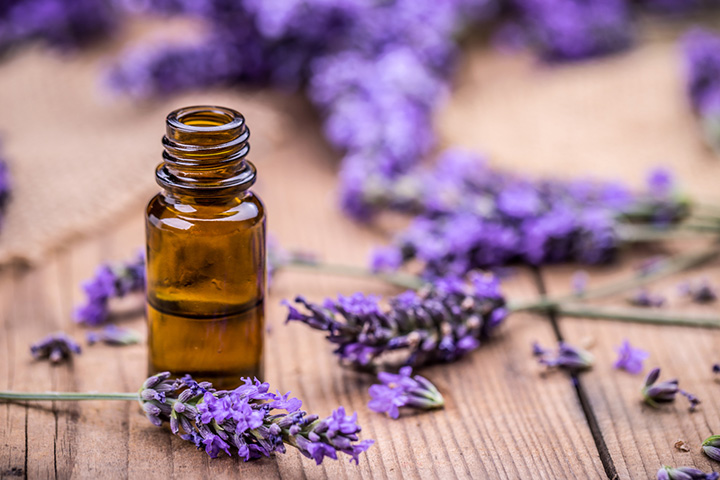 Lavender essential oil during pregnancy