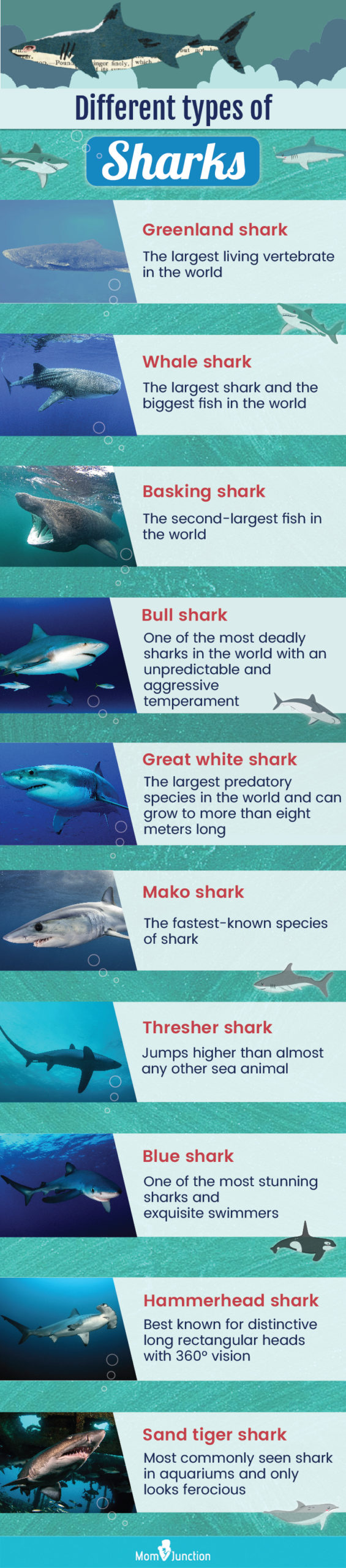 popular species of sharks (infographic)