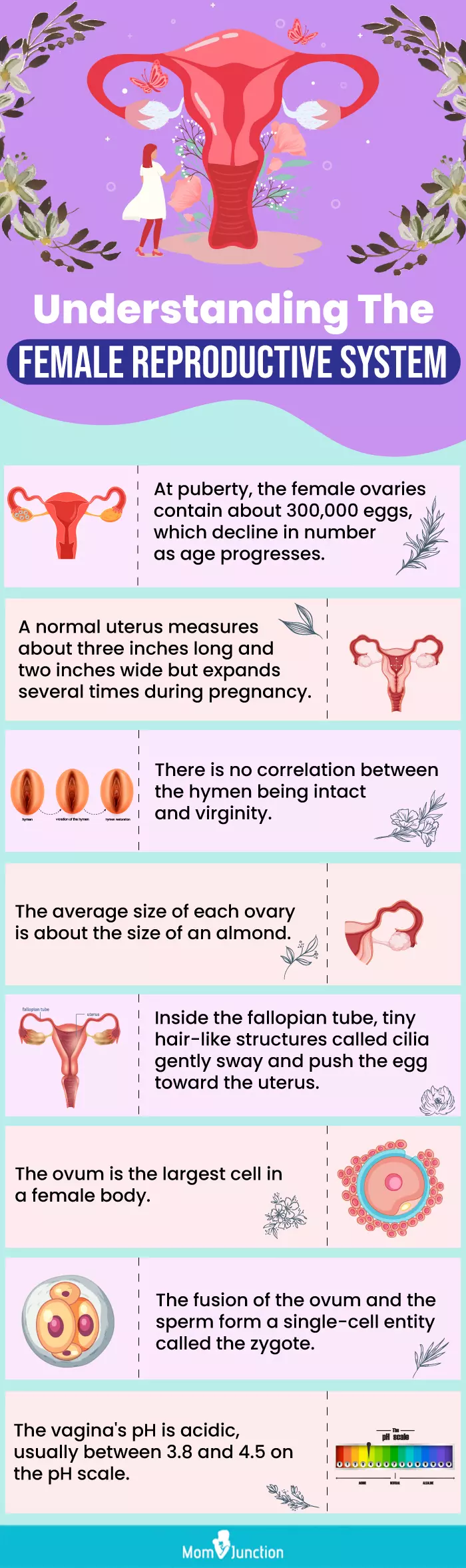 Female Reproductive System 650 Label Female Reproductive System Stock Female Reproductive System 650 Label Female Reproductive System Stock