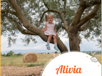 Alivia意思是橄榄树