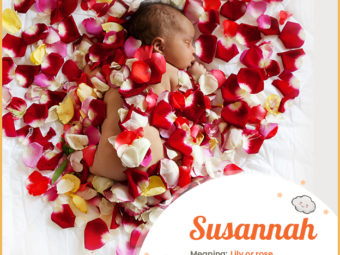 Susannah means lily or rose