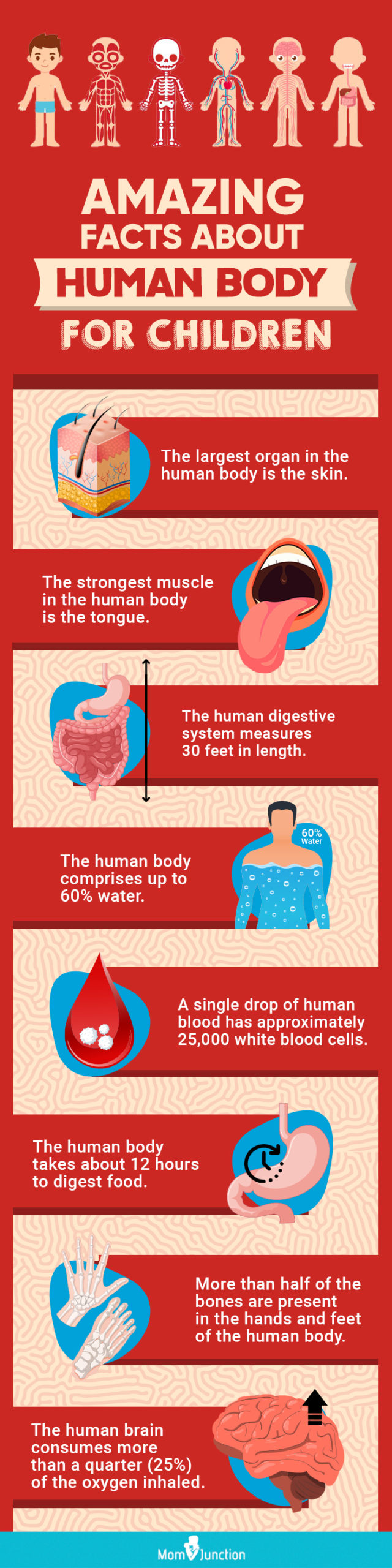 amazing facts about human body for children (infographic)