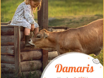 Damaris, meaning calf or girl