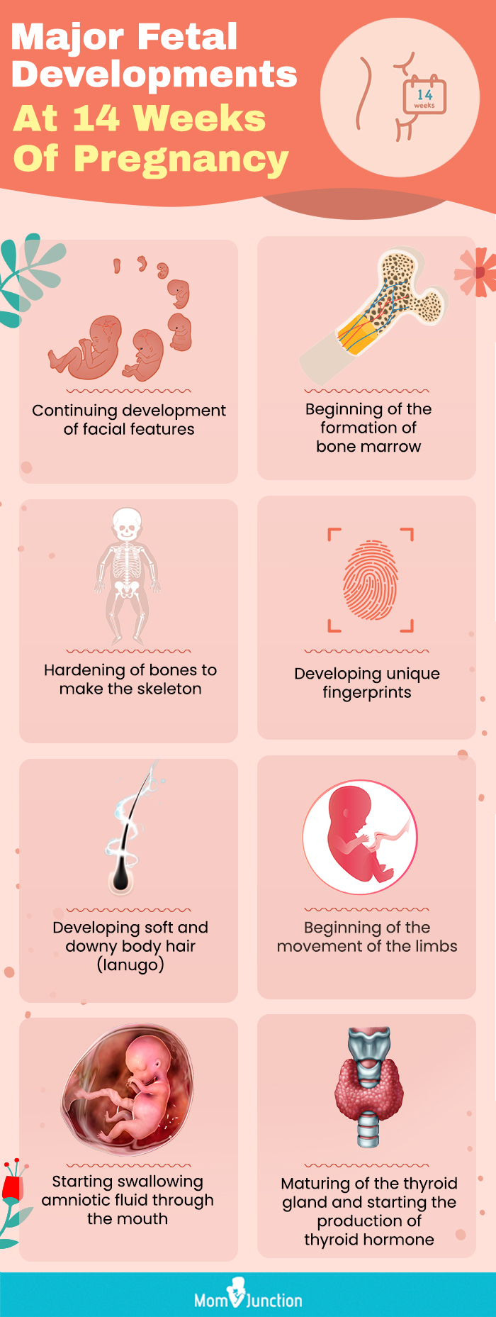 major fetal developments at 14 weeks of pregnancy (infographic)