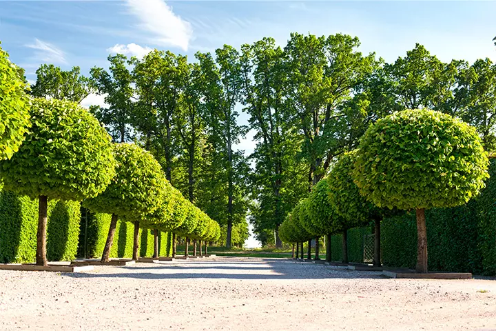 Family garden design