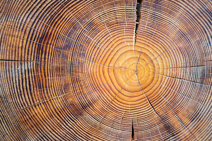 Family tree using tree stump rings