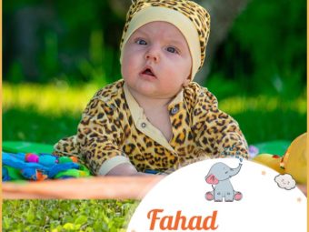 Fahad meaning Leopard or Cheetah