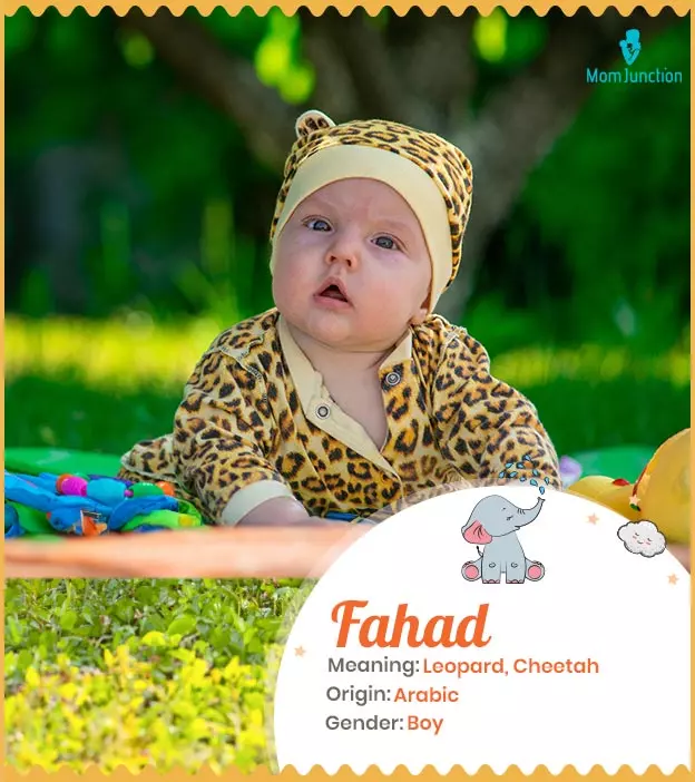 Fahad Name Meaning, Origin, History, And Popularity | MomJunction