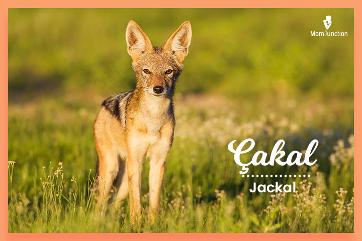 Turkish surname Çakal means jackal