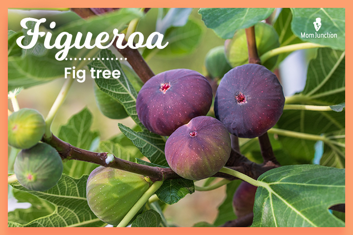Dominican last names, Figueroa means ‘fig tree.’