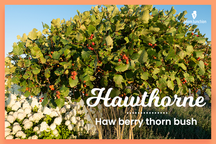Witchy last names, Hawthorne means ‘haw berry thorn bush.’