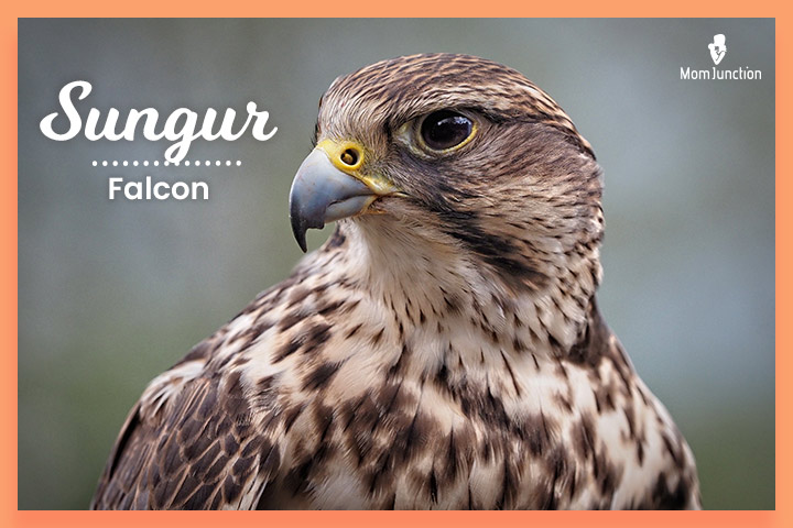 Turkish surname Sungur means falcon