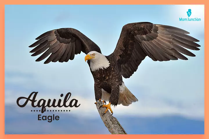 Gender-neutral name, Aquila 