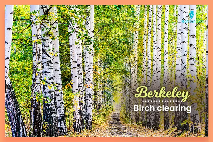 Berkeley means birch clearing