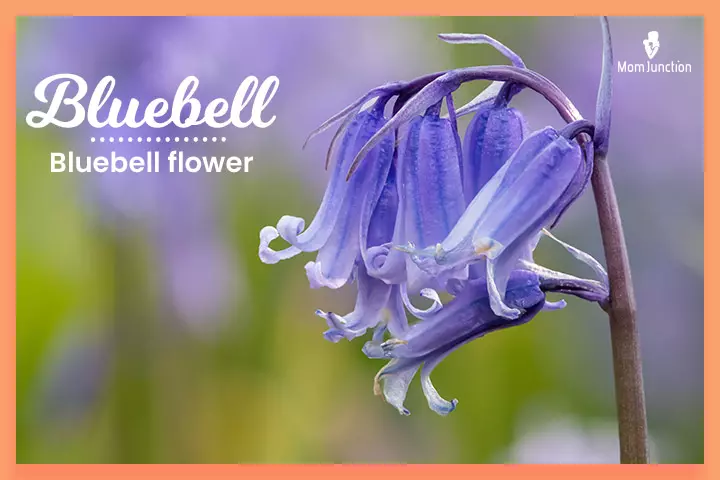 Celebrity gender-neutral name, Bluebell